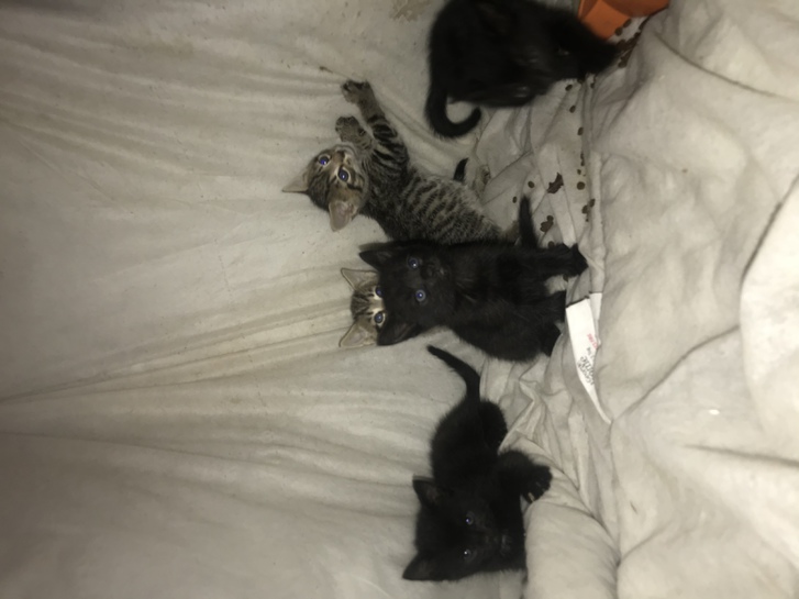 Kittens for sale Animals 2