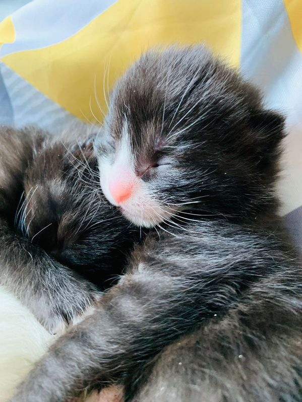Kittens forsale Kittens forsale Animals