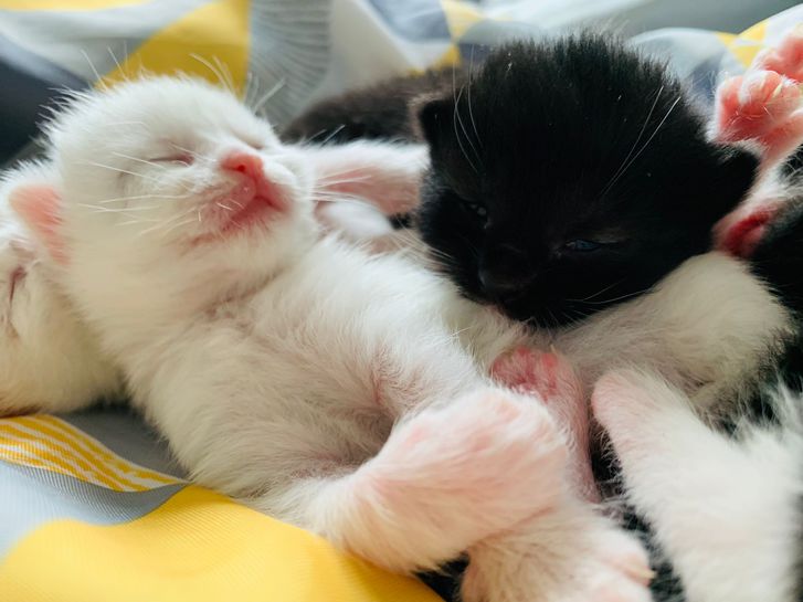 Kittens forsale 2 Kittens forsale Animals 2