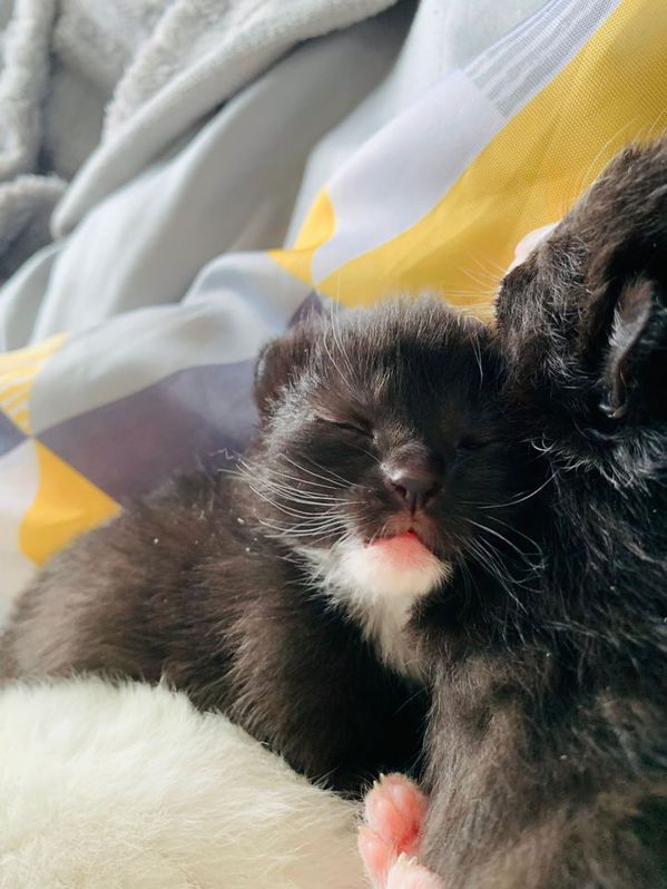Kittens forsale 3 Kittens forsale Animals 3
