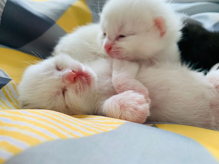 Kittens forsale 4 Kittens forsale Animals 4