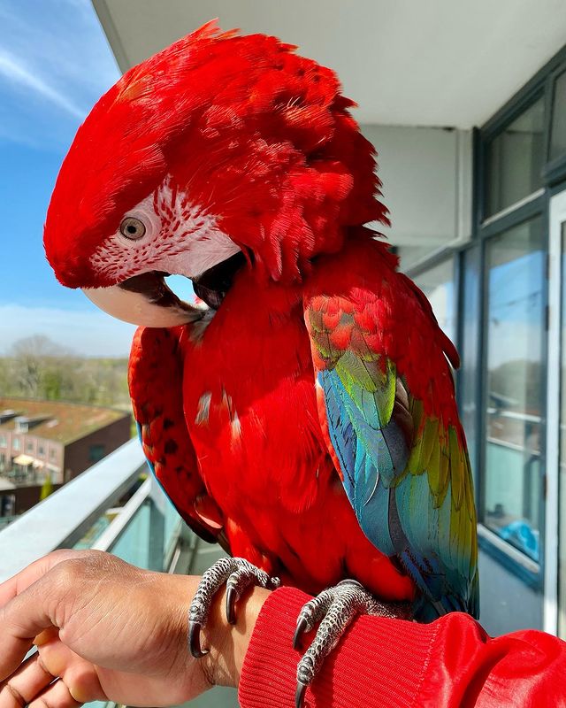 Macaws available  Animals