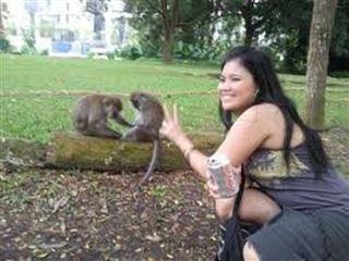 Male And Female Capuchin Monkeys For Xmas And New Year 2 Male And Female Capuchin Monkeys For Xmas And New Year Animals 2