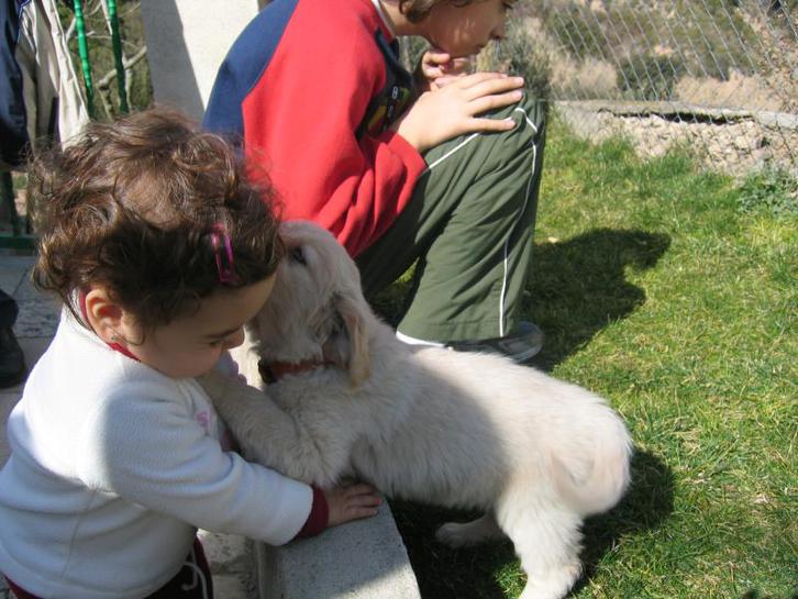 Male and Female Golden Retriever puppies Animals