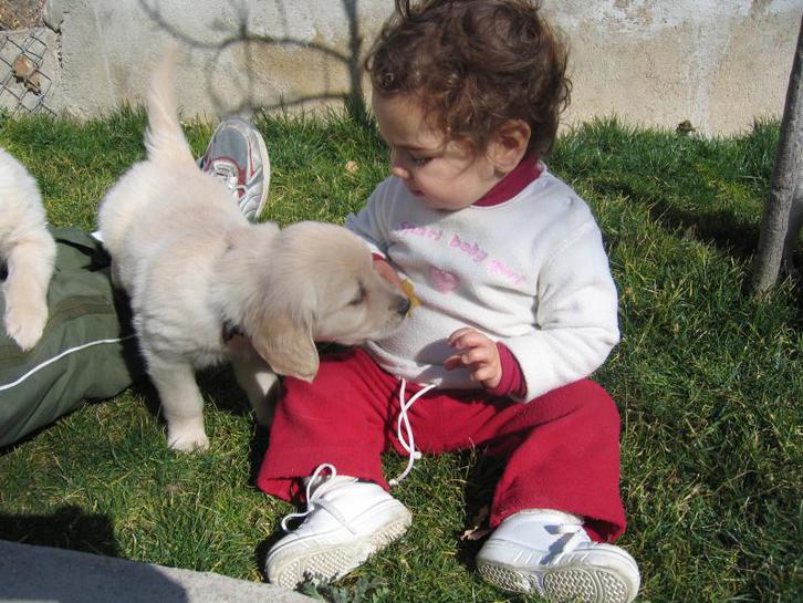 Male and Female Golden Retriever puppies Animals 2