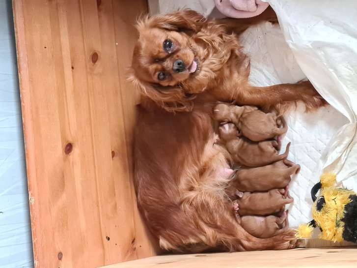 Male cavalier king charles puppy Animals