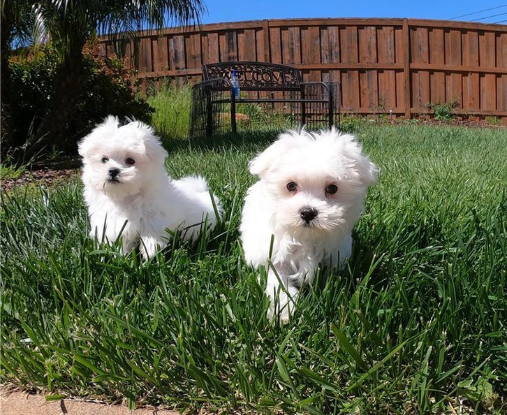 Maltese puppies for sale Maltese puppies for sale Animals