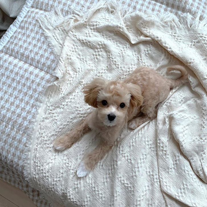 Maltipoo Puppies for sale Maltipoo Puppies for sale Animals