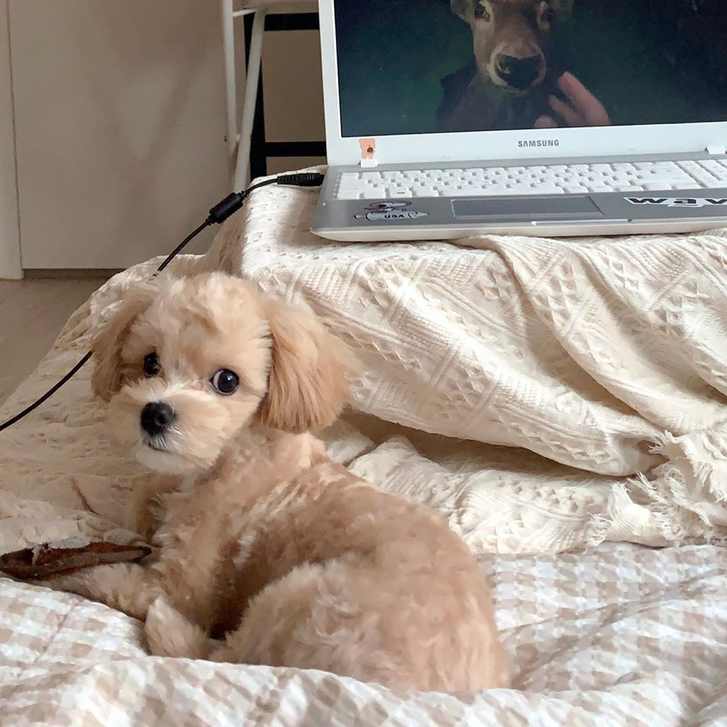 Maltipoo Puppies for sale 2 Maltipoo Puppies for sale Animals 2