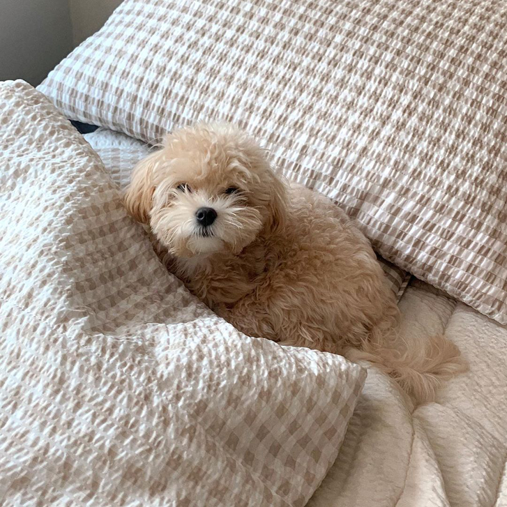 Maltipoo Puppies for sale 3 Maltipoo Puppies for sale Animals 3