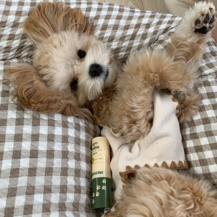Maltipoo Puppies for sale 4 Maltipoo Puppies for sale Animals 4