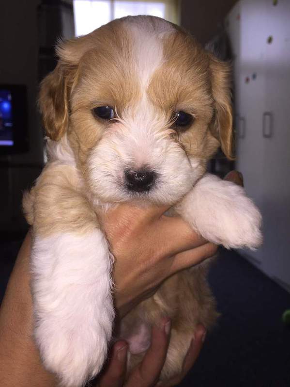 Maltipoo puppies for sale Maltipoo puppies for sale Animals