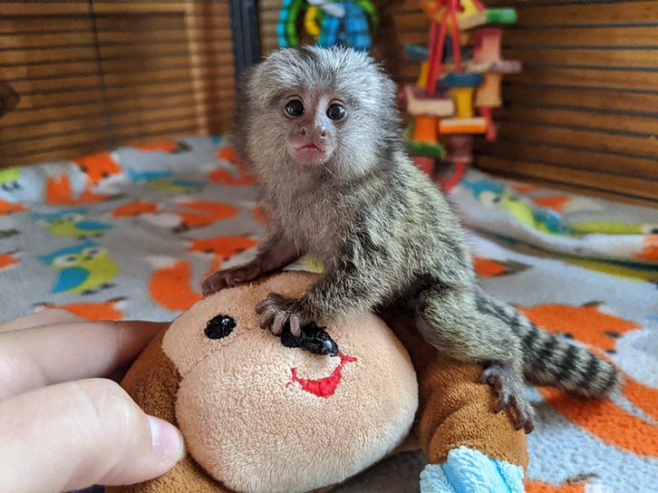 Marmoset Finger monkey for sale Animals