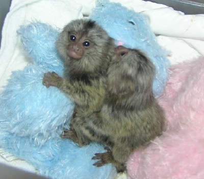 Marmoset monkey for sale Marmoset monkey for sale Animals