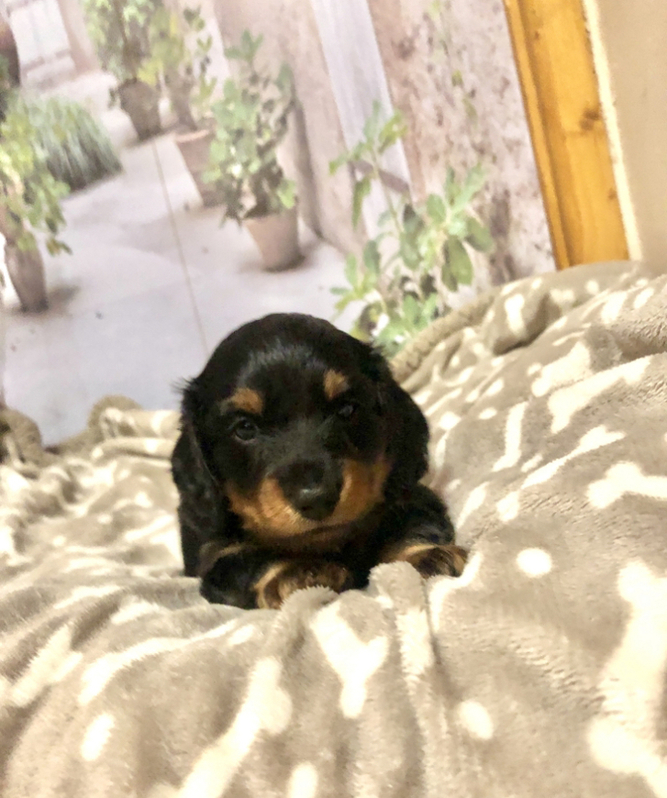 Miniature Dachshund Pup KC Registered 3 Miniature Dachshund Pup KC Registered Animals 3