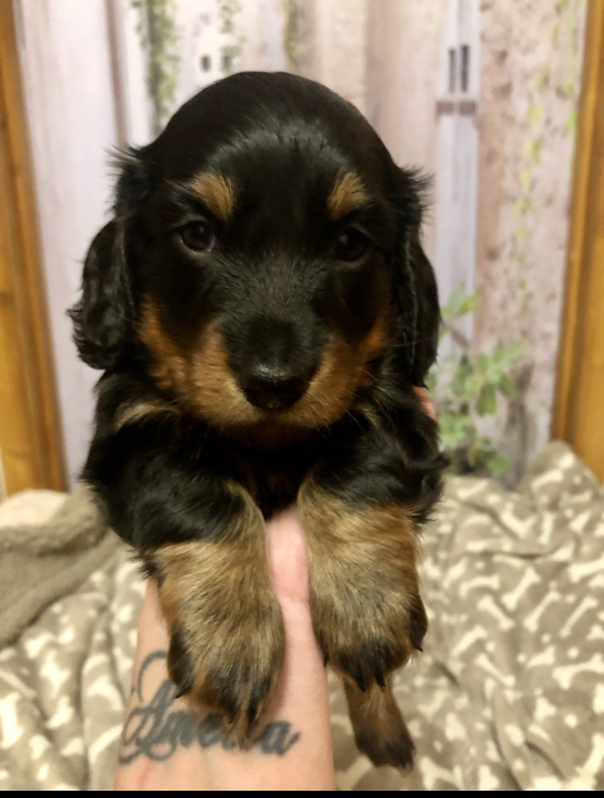Miniature Dachshund Pup KC Registered 4 Miniature Dachshund Pup KC Registered Animals 4