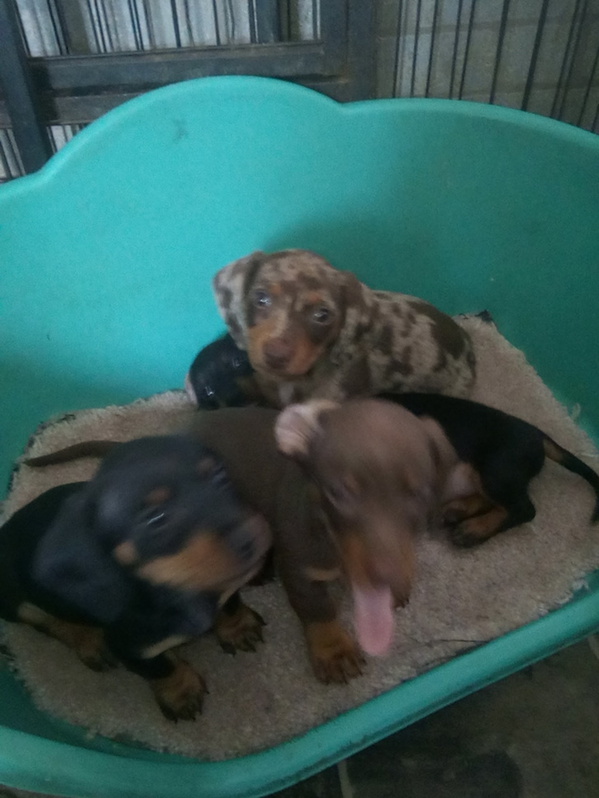 Miniature dachshund Miniature dachshund Animals