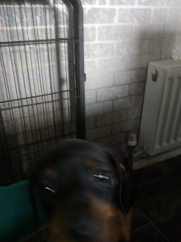 Miniature dachshund 2 Miniature dachshund Animals 2