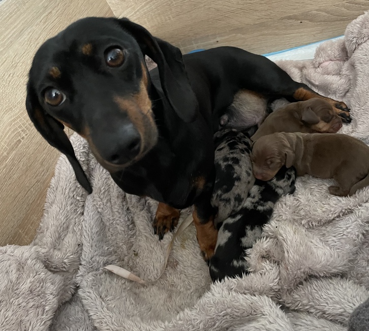 Miniature dachshund puppies for sale  Animals