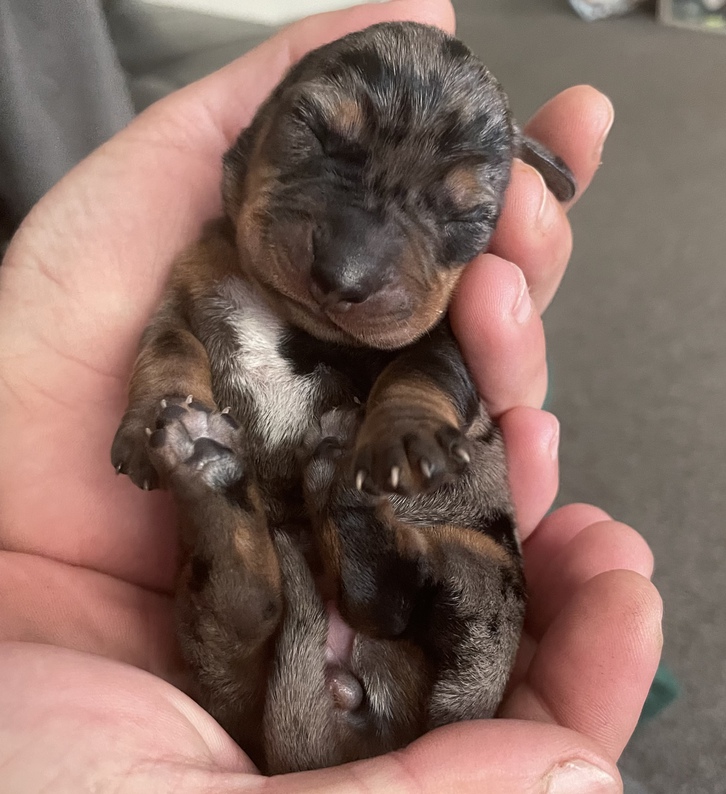 Miniature dachshund puppies for sale  Animals 3