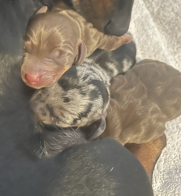 Miniature dachshund puppies for sale  Animals 4