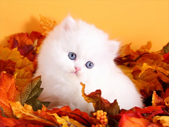 Nice kittens Nice kittens Animals