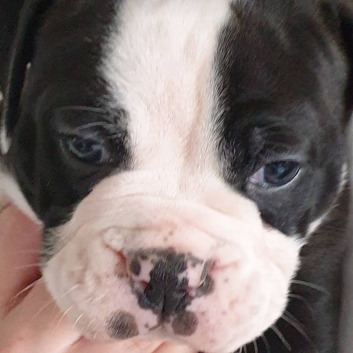Old tyme bulldog puppies for sale Animals 2