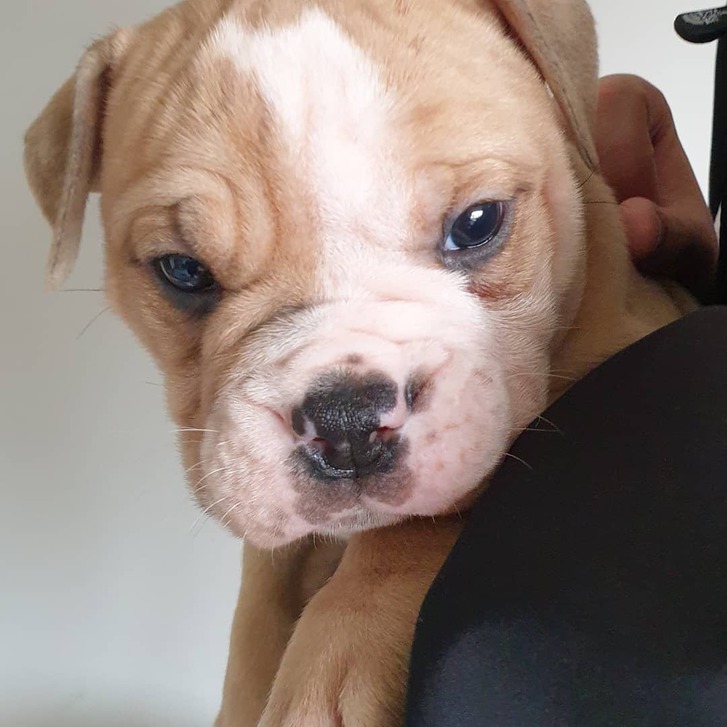 Old tyme bulldog puppies for sale 3 Old tyme bulldog puppies for sale Animals 3