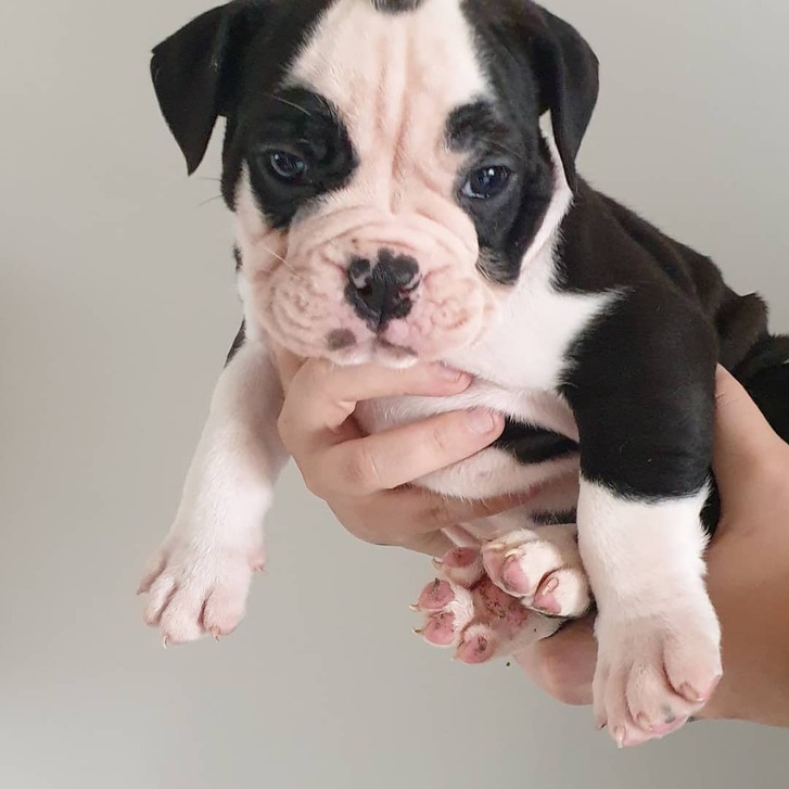 Old tyme bulldog puppies for sale Animals 4
