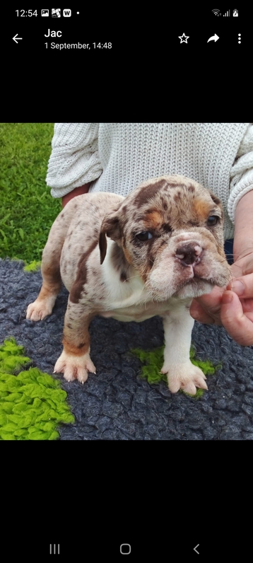 Old tyme bulldog stunning colours pups Old tyme bulldog stunning colours pups Animals