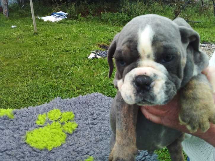 Old tyme bulldog stunning colours pups 2 Old tyme bulldog stunning colours pups Animals 2