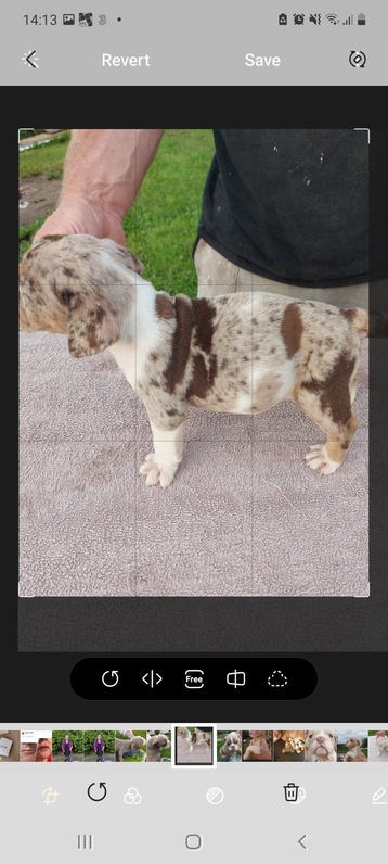 Old tyme bulldog stunning colours pups 3 Old tyme bulldog stunning colours pups Animals 3