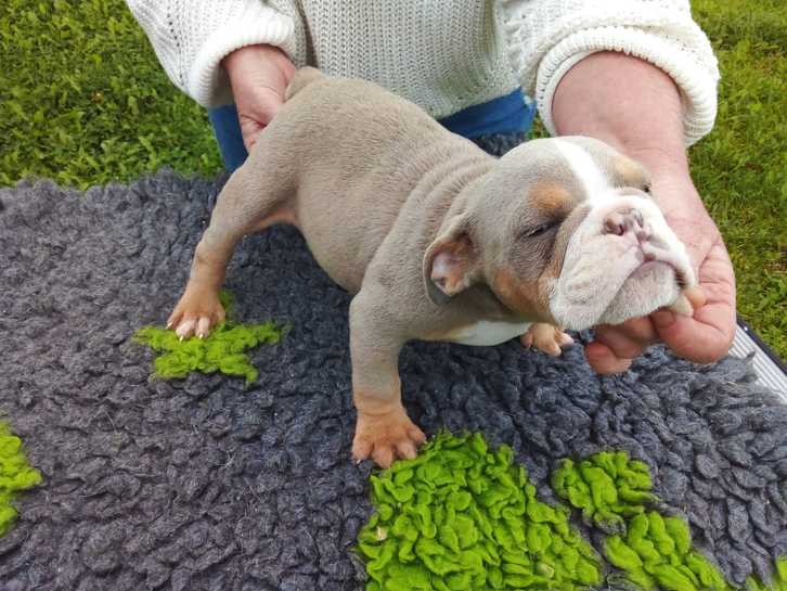 Old tyme bulldog stunning colours pups 4 Old tyme bulldog stunning colours pups Animals 4