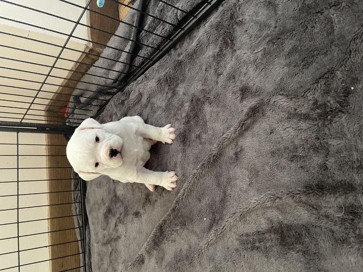 Olde Tyme/English Bulldog puppies Olde Tyme/English Bulldog puppies Animals