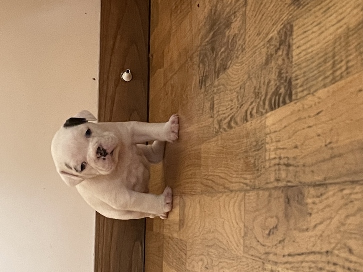 Olde Tyme/English Bulldog puppies 2 Olde Tyme/English Bulldog puppies Animals 2