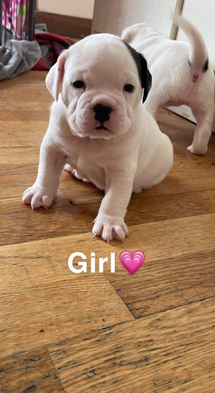 Olde Tyme/English Bulldog puppies 3 Olde Tyme/English Bulldog puppies Animals 3