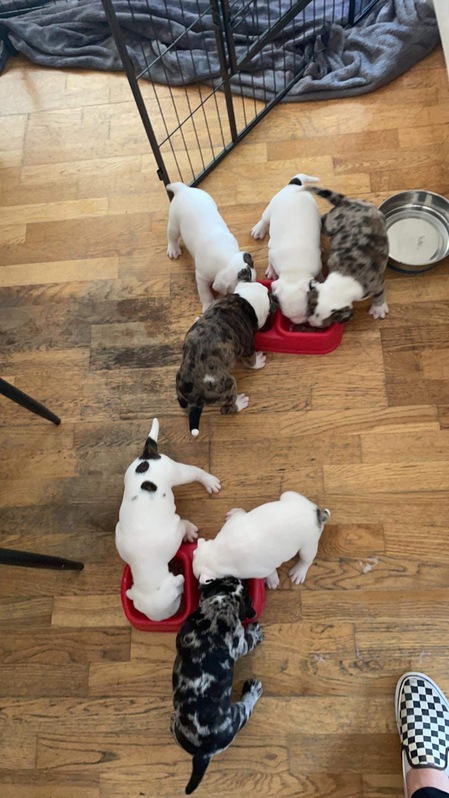 Olde Tyme/English Bulldog puppies 4 Olde Tyme/English Bulldog puppies Animals 4