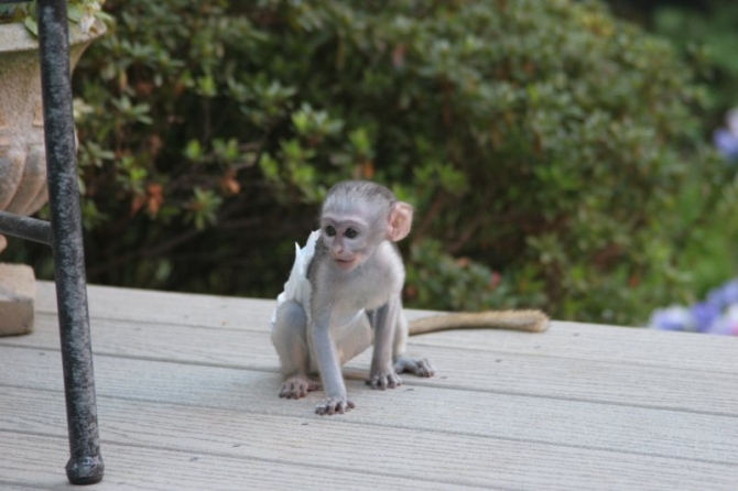 Outstanding Capuchin Monkey for Sale Animals