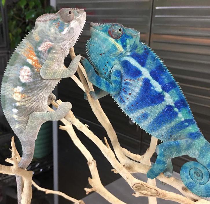 Panther Chameleon for sale Panther Chameleon for sale Animals
