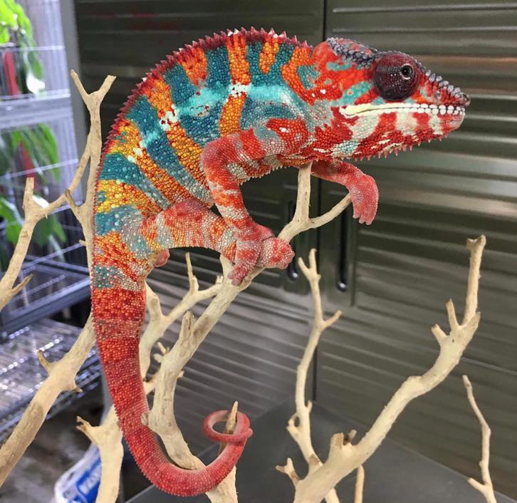Panther Chameleon for sale 3 Panther Chameleon for sale Animals 3