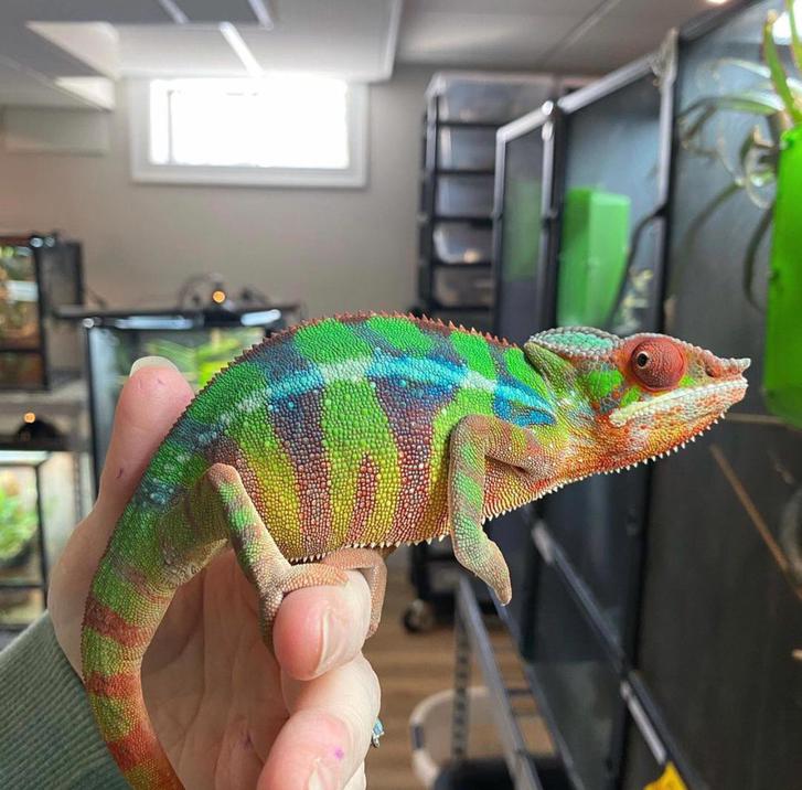 Panther Chameleon for sale 4 Panther Chameleon for sale Animals 4