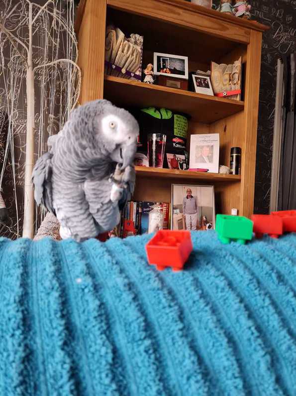 Parrot rescue 2 Parrot rescue Animals 2