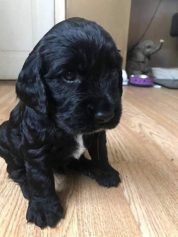 Pedigree cocker spaniels Pedigree cocker spaniels Animals