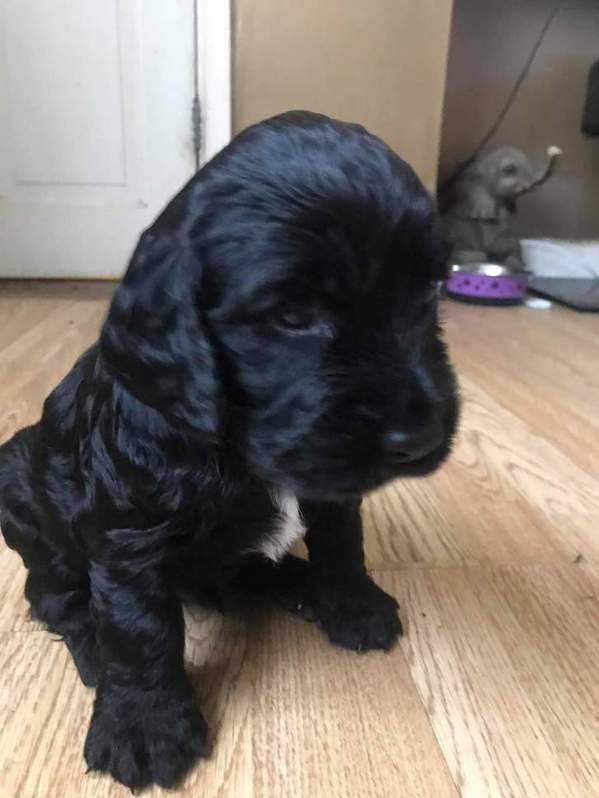 Pedigree cocker spaniels 2 Pedigree cocker spaniels Animals 2