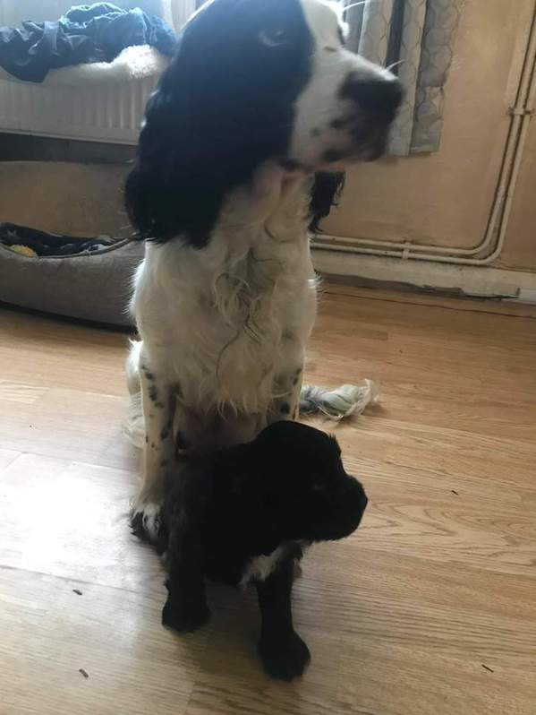 Pedigree cocker spaniels 3 Pedigree cocker spaniels Animals 3