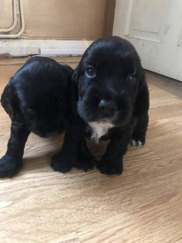 Pedigree cocker spaniels 4 Pedigree cocker spaniels Animals 4