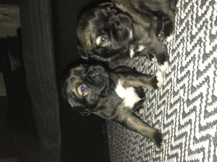 Pug Chihuahua puppies Pug Chihuahua puppies Animals