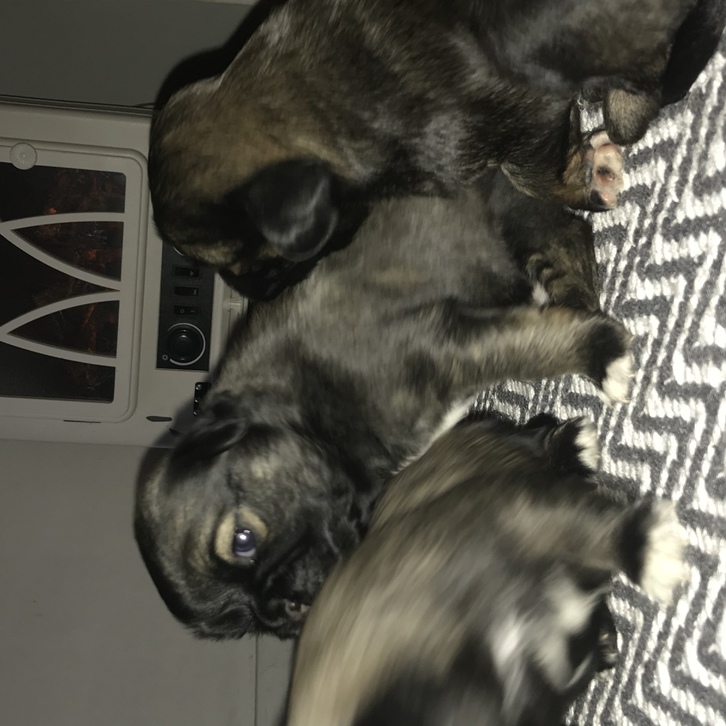 Pug Chihuahua puppies 2 Pug Chihuahua puppies Animals 2
