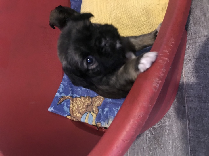 Pug Chihuahua puppies 3 Pug Chihuahua puppies Animals 3