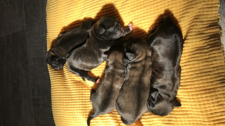 Pug Chihuahua puppies 4 Pug Chihuahua puppies Animals 4